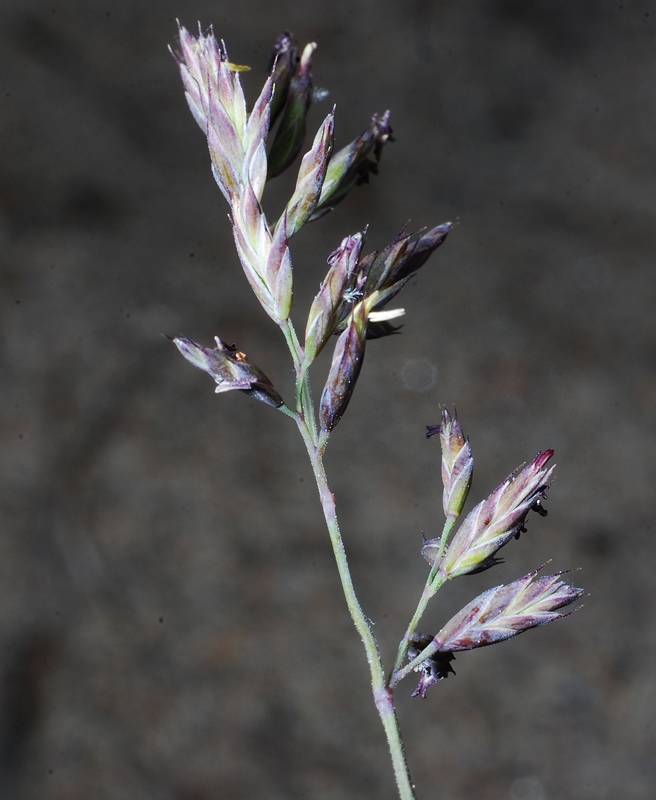 Botanikdagarna dag2 2014 med BFiG