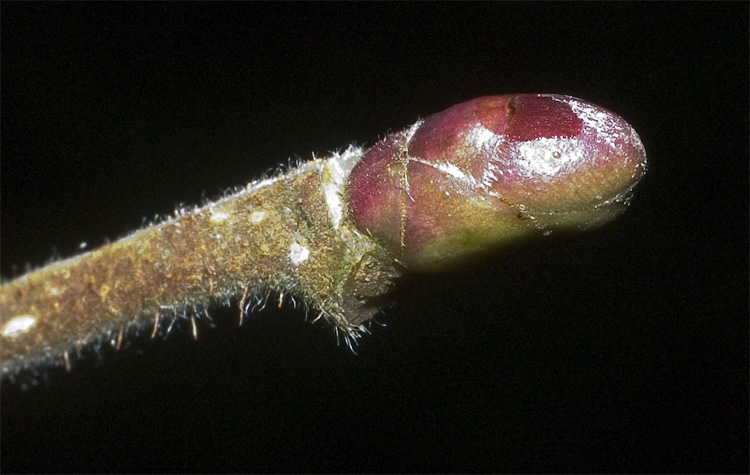 Mossexkursion till RANEBOLUND 2008 med BFiG